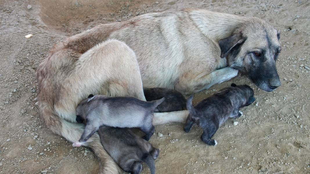 Uçurumda mahsur kalan köpekler için ekipler harekete geçti: 5 yavrusuyla tedavi altında 3